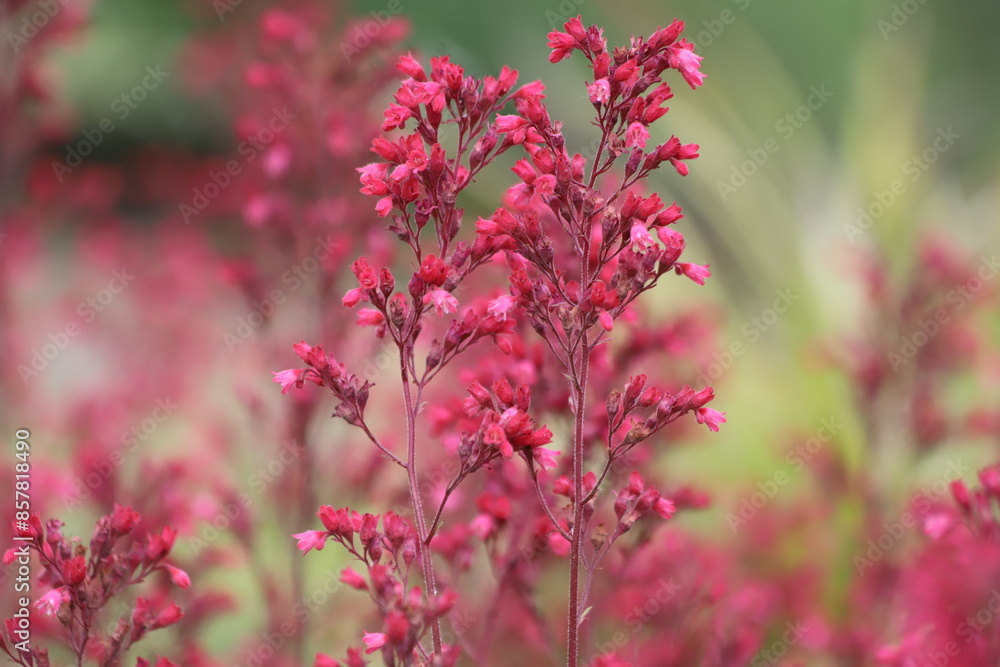 Heuchera. Red geyhera Paris flowers in the garden. Heuchera. Red geyhera Paris flowers in the garden.