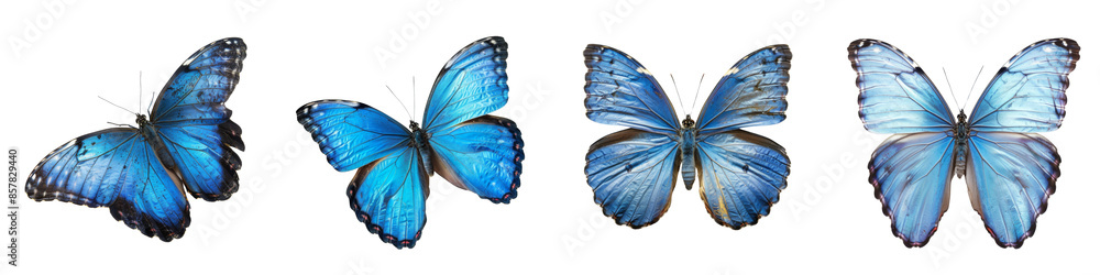 Collection of Beautiful blue butterflys in full body close-up portrait isolated on transparent or white background Collection of Beautiful blue butterflys in full body close-up portrait isolated on transparent or white background