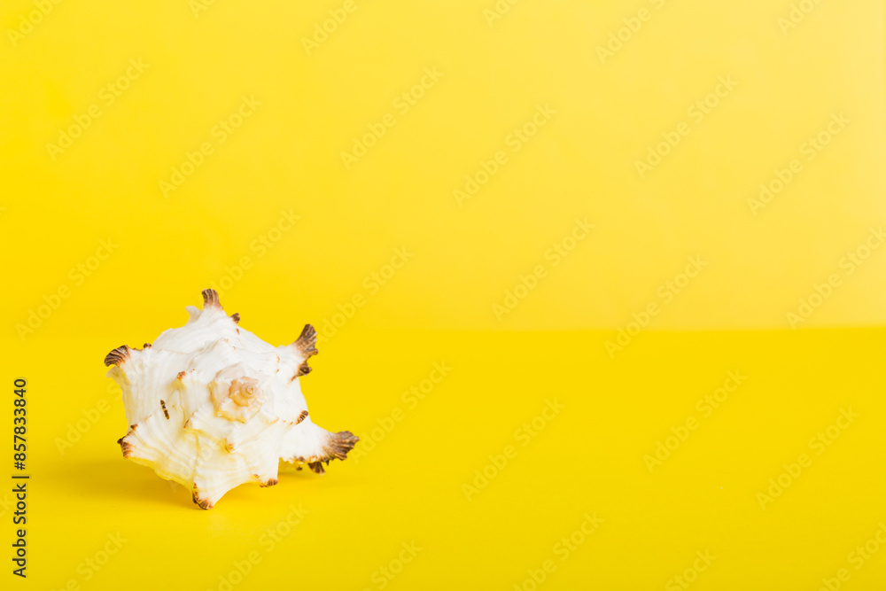 Summer time concept with sea shells or starfish on a table background with copy space for text Summer time concept with sea shells or starfish on a table background with copy space for text