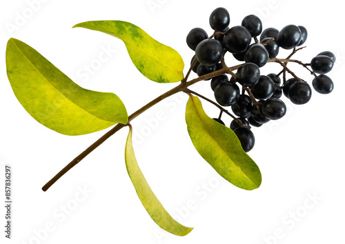 Wild privet hedge branch with berries in autumn colors, ligustrum vulgare, isolated image on transparent background. 