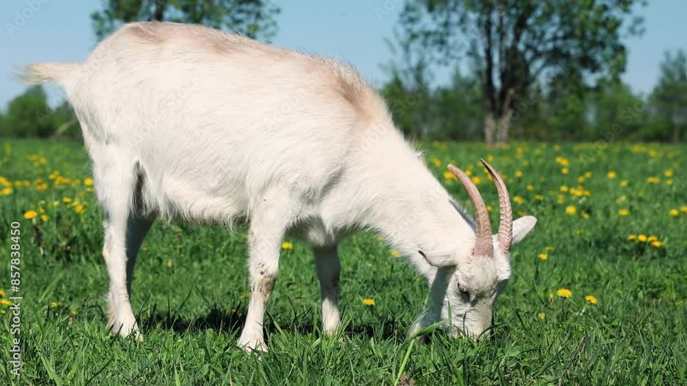 A white goat peacefully grazing on fresh grass in a lush field dotted with vibrant dandelions A white goat peacefully grazing on fresh grass in a lush field dotted with vibrant dandelions