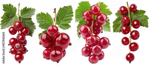 Wallpaper Mural Fresh red currant clusters on branches with green leaves, isolated on transparent background. Perfect for culinary and botanical use. Torontodigital.ca