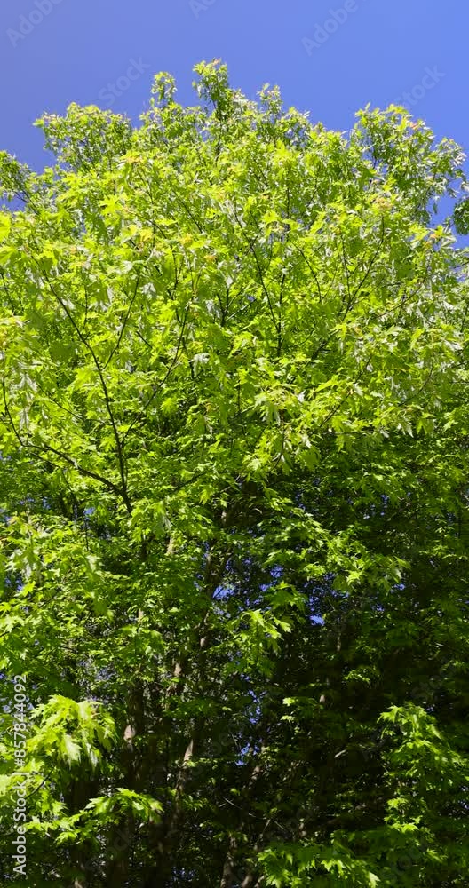 young foliage and inflorescences on a maple tree in spring, a beautiful maple with young light green foliage young foliage and inflorescences on a maple tree in spring, a beautiful maple with young light green foliage