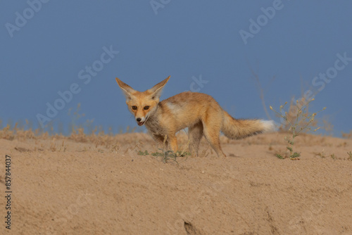 Arabian Red Fox in desert with blue sky in the background