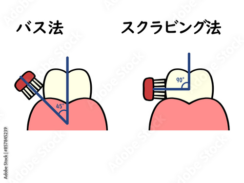 歯の磨き方 バス法とスクラビング法のイラスト素材