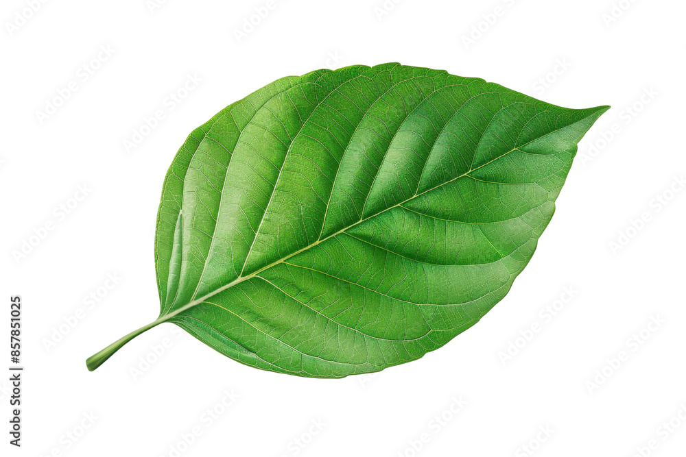 Obraz premium Close-up of a single vibrant green leaf with detailed veins on a white background, showcasing nature's beauty and freshness. isolated white background, transparent background, PNG