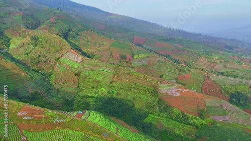 Wallpaper Mural Aerial view of sloping field growing tobacco. Tobacco agricultural field in Mount Sumbing, Indonesia. Tropical rural landscape. Torontodigital.ca