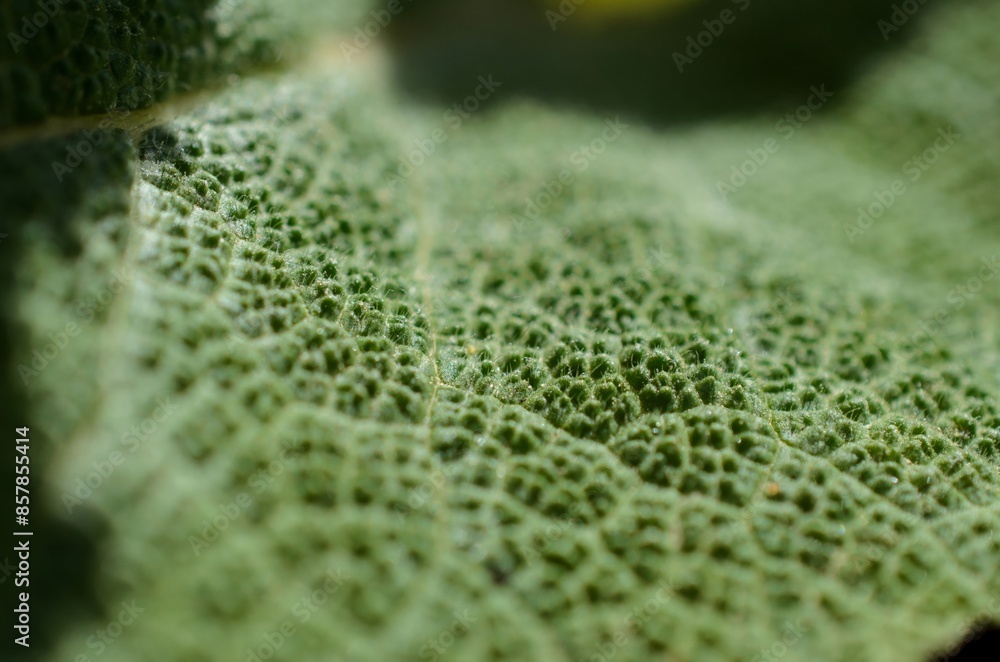 Macro image of a plant leaf with detailed abstract pattern of leaf structure. Close up of a plant for background. Macro image of a plant leaf with detailed abstract pattern of leaf structure. Close up of a plant for background.
