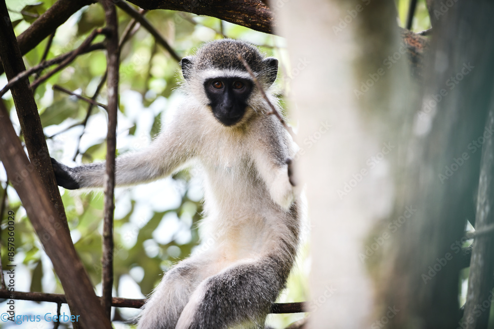 Obraz premium Monkey