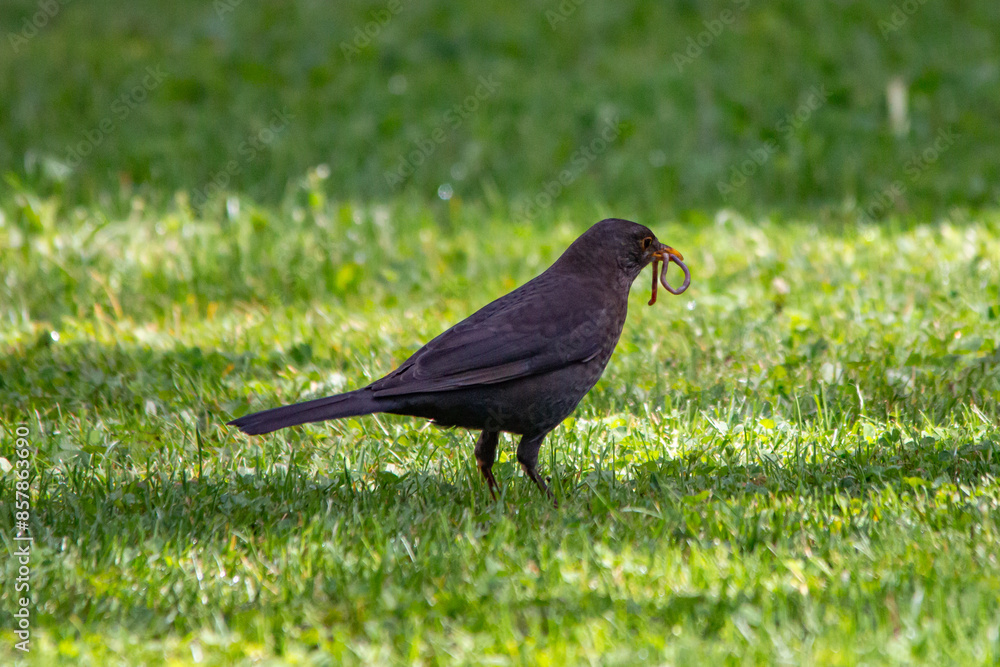A blackbird caught an earthworm in a courtyard in a residential area of Munich A blackbird caught an earthworm in a courtyard in a residential area of Munich