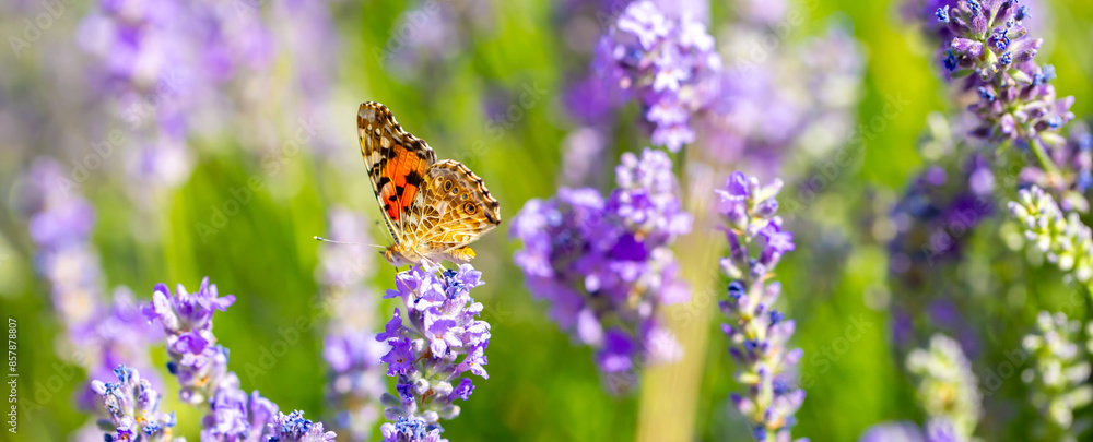 Butterflies on spring lavender flowers under sunlight. Beautiful landscape of nature with a panoramic view. Hi spring. long banner Butterflies on spring lavender flowers under sunlight. Beautiful landscape of nature with a panoramic view. Hi spring. long banner