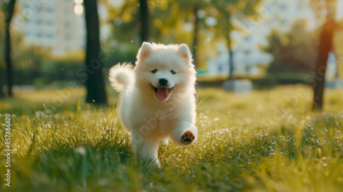 A beautiful white little mongrel puppy runs through the green grass in the park against the backdrop of beautiful nature and sunset. Happy white puppy having fun.