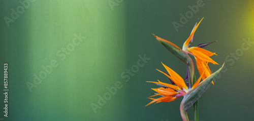 bird of paradise flowers on green background
