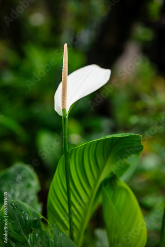 Spathiphyllum Peace Lily or Spathiphyllum wallisii is an ornamental plant that is often found in homes