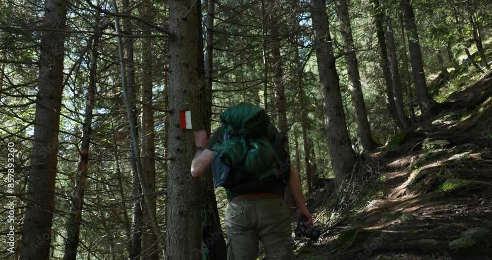 Adult male hiker with backpack touches trail marker on a tree in forest Adult male hiker with backpack touches trail marker on a tree in forest