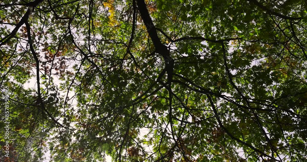 yellowing foliage on oaks in autumn weather, oak tree during the autumn season before leaf fall yellowing foliage on oaks in autumn weather, oak tree during the autumn season before leaf fall