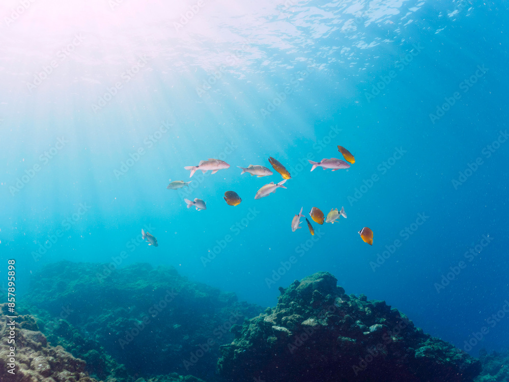 Fototapeta premium 逆光の美しいホウライヒメジ（ヒメジ科）、チョウチョウウオ（チョウチョウウオ科）他の群れ。日本国静岡県伊豆半島賀茂郡南伊豆町中木から渡し船で渡るヒリゾ浜にて。 2022年9月撮影。Whitesaddle goatfish (Parupeneus ciliatus) Oriental ButterflyFish (Chaetodon aurites) and others. 