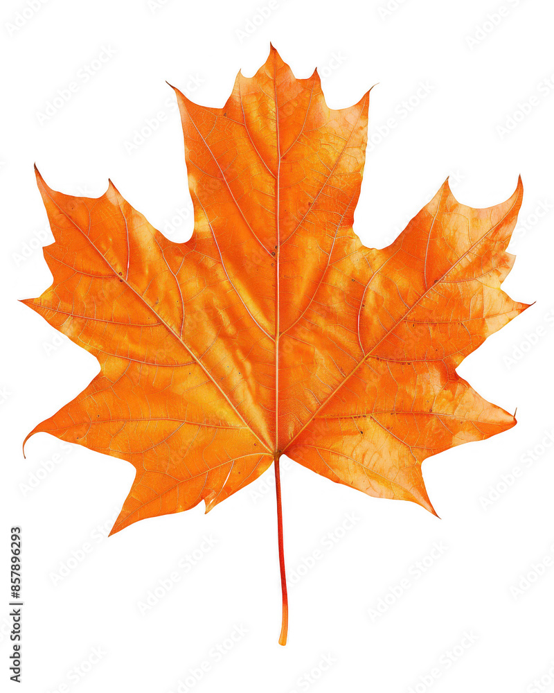 Orange Maple Leaf