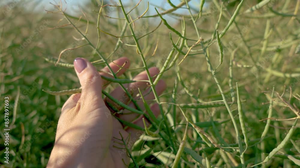 Close up woman hands touching Canola sprouts. Beautiful Agriculture Field Rapeseed under Blue Sky in Springtime after blooming. Agricultural countryside at Europe Poland Close up woman hands touching Canola sprouts. Beautiful Agriculture Field Rapeseed under Blue Sky in Springtime after blooming. Agricultural countryside at Europe Poland