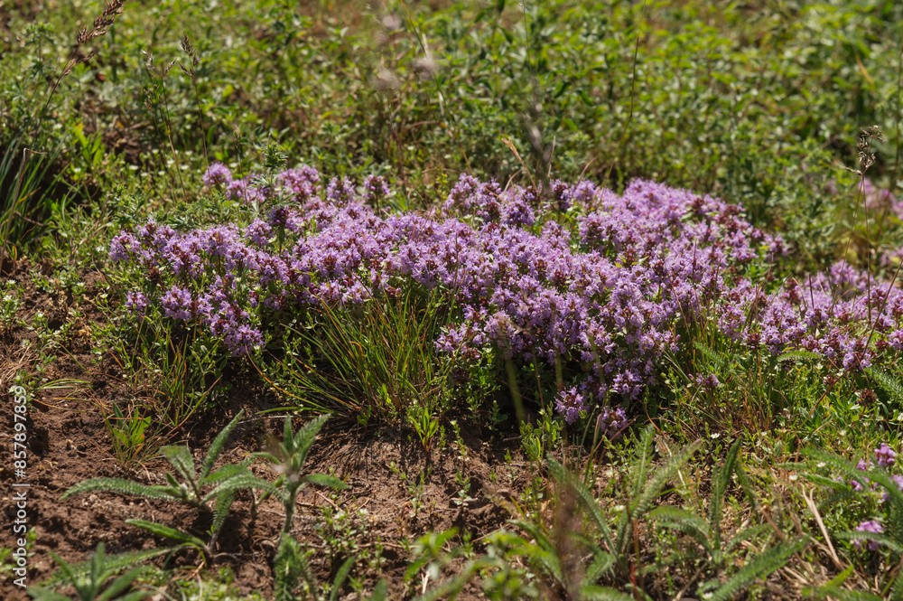 Wild thyme bush on a mountain lawn. Healing fragrant herbs. Wild thyme bush on a mountain lawn. Healing fragrant herbs.