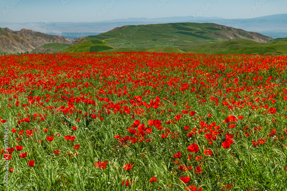 An endless field of scarlet poppies in the mountains. An endless field of scarlet poppies in the mountains.