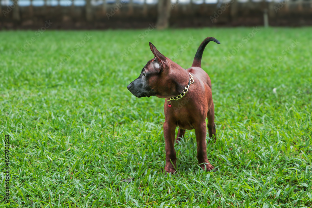 Asian dogs with a loyal personality, specifically the formidable red dog, black mouth hound. Asian dogs with a loyal personality, specifically the formidable red dog, black mouth hound.