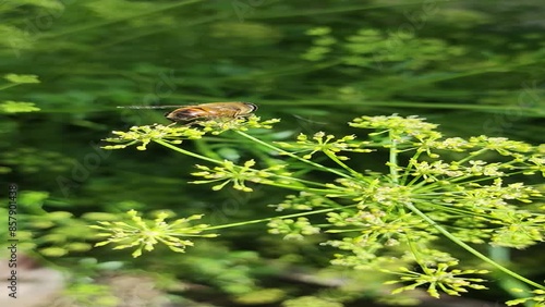 A bee on a flower collects netar. bumblebee on a flower. fly on a leaf. Macro of a brown Apis mellifera bee collecting pollen photo