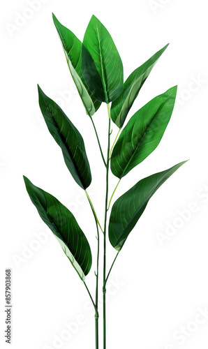 Tall Green Plant with Elongated Leaves © SRITE KHATUN