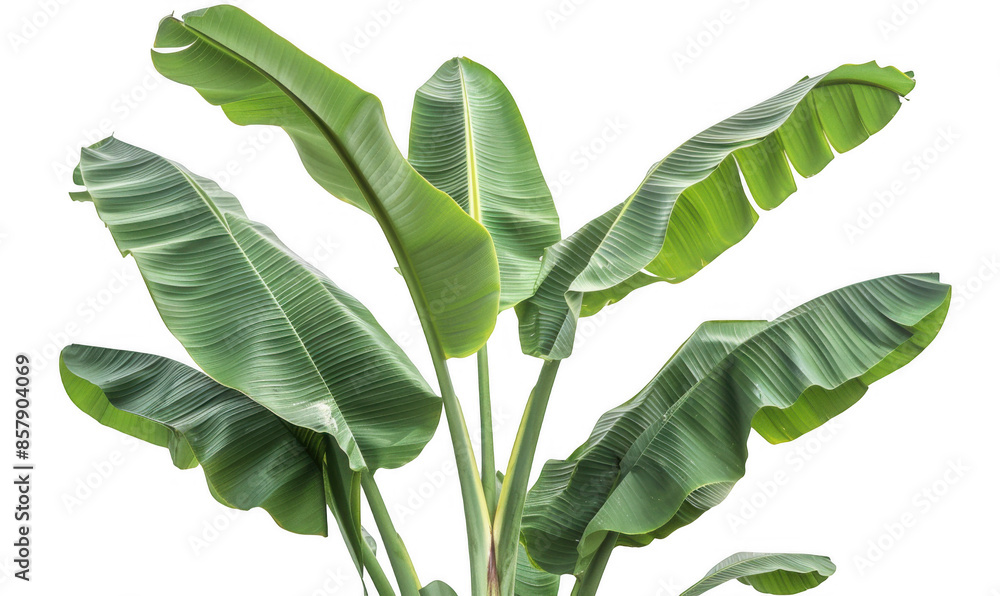 Obraz premium Tropical Banana Plant with Broad Green Leaves
