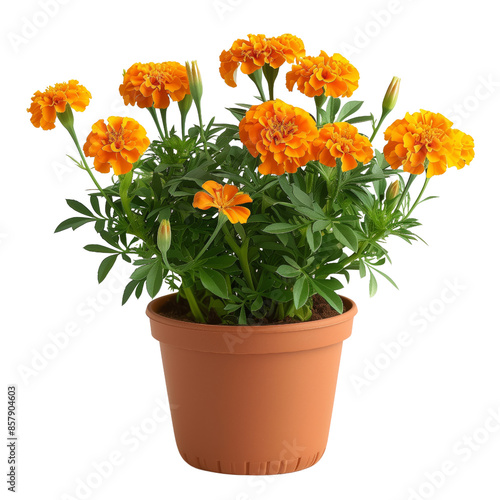 Wallpaper Mural Potted Marigold Flowers on transparent background Torontodigital.ca