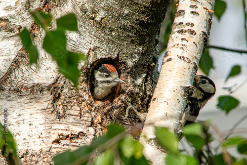 A woodpecker chick in a hollow birch tree