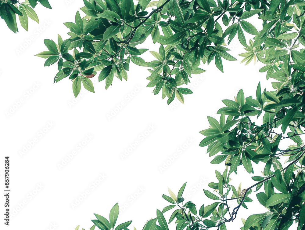 Obraz premium Green Tree Branches with Dense Leaves