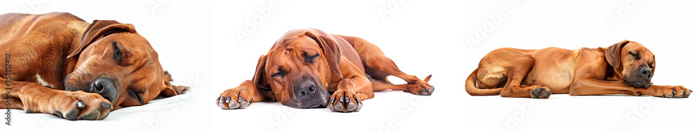 set of lazy dogs sleeping on white background set of lazy dogs sleeping on white background