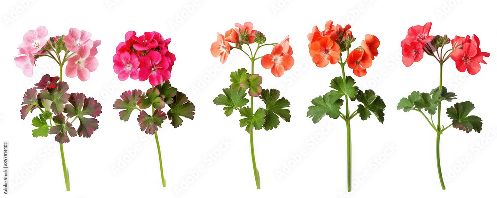 Colorful Geranium Plants Colorful Geranium Plants