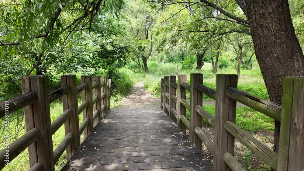 Summer of Yeouido Saetgang Ecological Park in Seoul, Korea