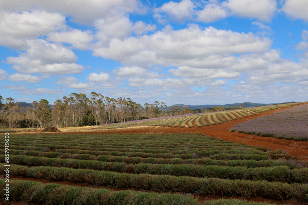 field of lavender field of lavender