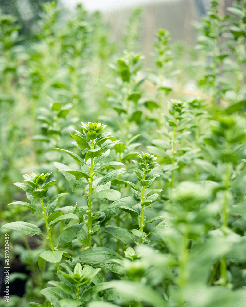 Green plants in poly tunnel Green plants in poly tunnel