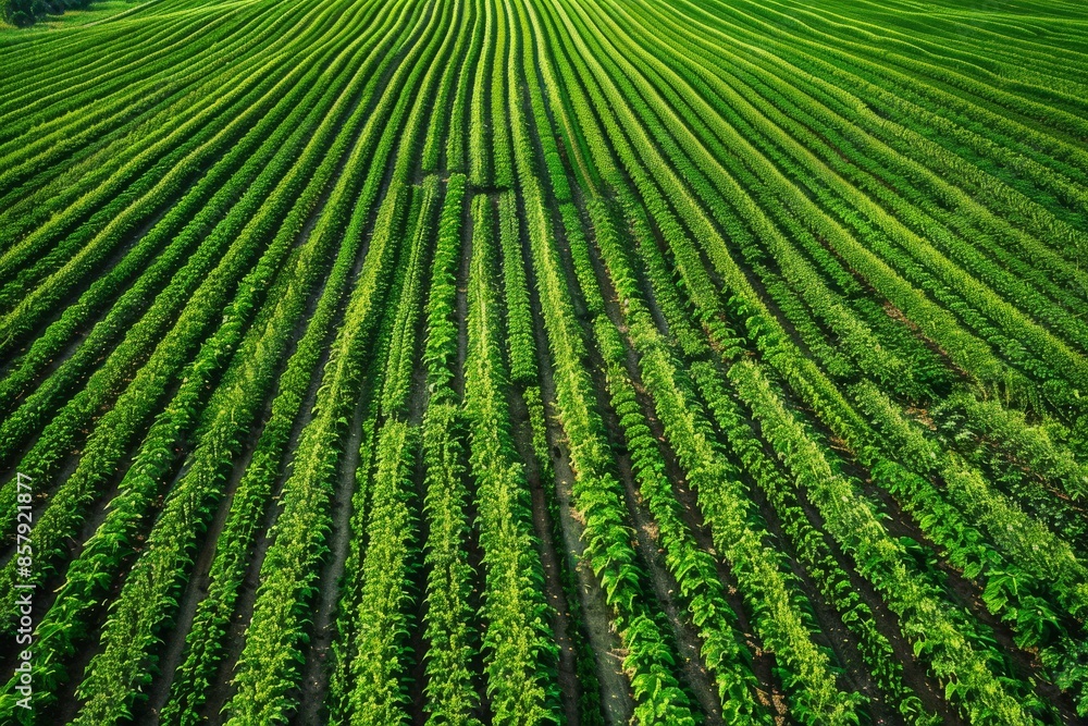 A beautiful aerial view of green crops planted in perfect rows on expansive farmland, illustrating the efficiency and organization of modern farming. A beautiful aerial view of green crops planted in perfect rows on expansive farmland, illustrating the efficiency and organization of modern farming.