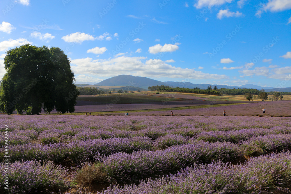 Fototapeta premium lavender field region
