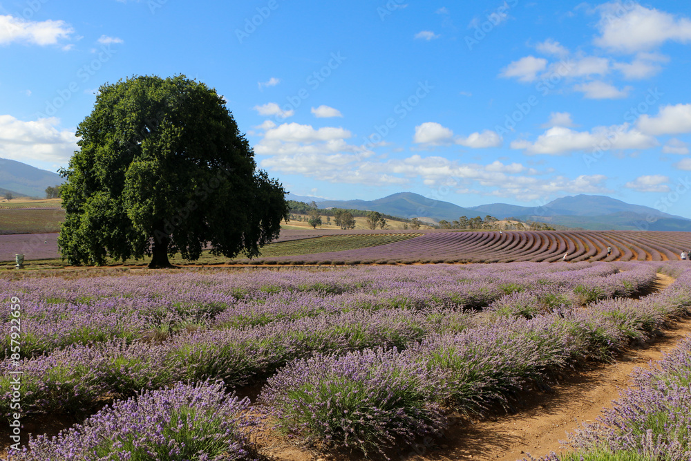 Fototapeta premium lavender field in region