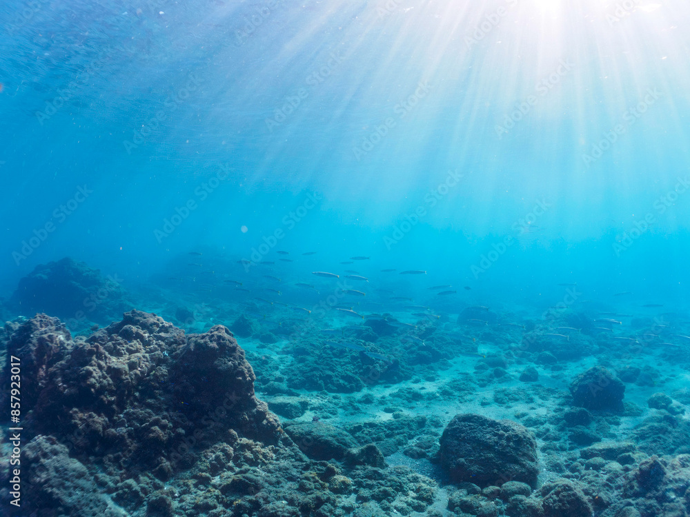 Fototapeta premium 岩場に集まる、美しいタイワンカマス（カマス科）他の群れ。日本国静岡県伊豆半島賀茂郡南伊豆町中木から渡し船で渡るヒリゾ浜にて。 2022年10月撮影。Beautiful a school of Yellowtail barracuda (Sphyraena obtusata) and others gather on a rocky beach. 