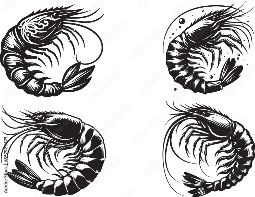 Shrimp vector illustration Shrimp vector illustration
