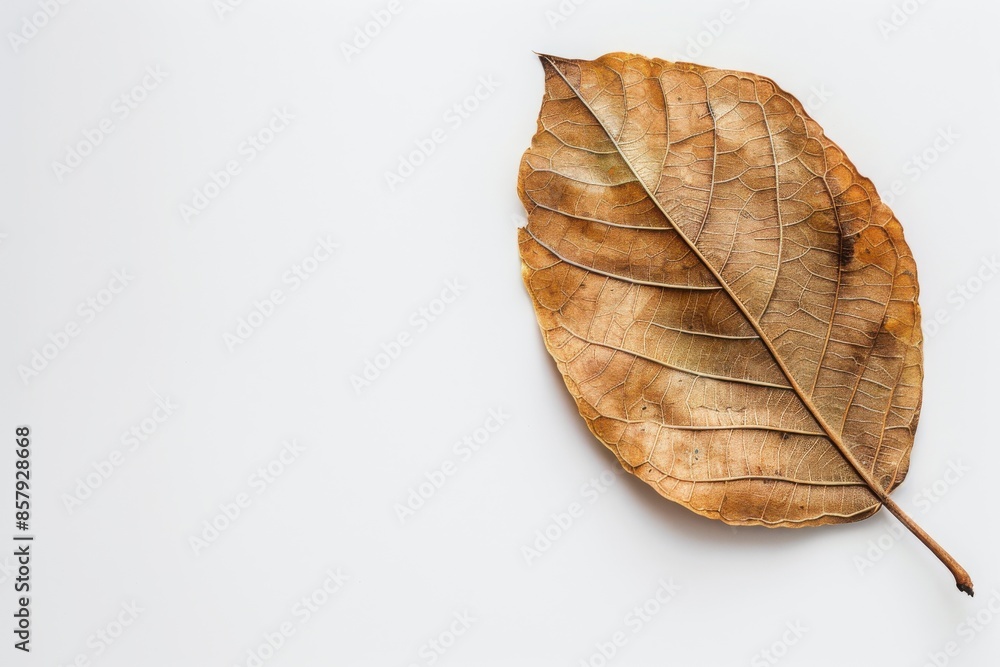 Fototapeta premium A close-up shot of a single dried leaf centered on a stark white background, emphasizing its texture and veins.