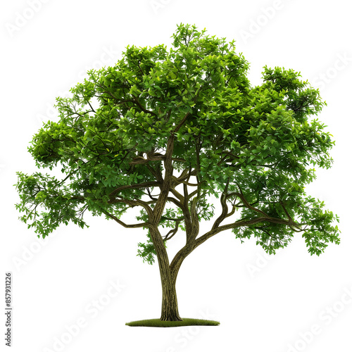 lush green tree isolated png transparent background