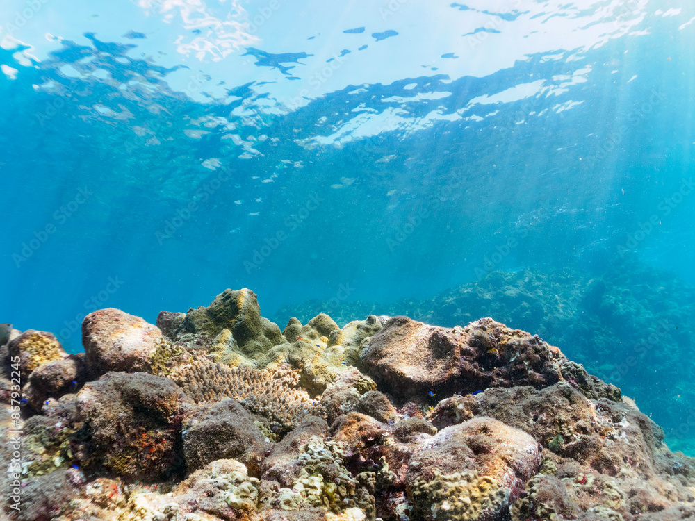 Fototapeta premium 美しいエンタクミドリイシ（ミドリイシ科）、フタマタハマサンゴ（ハマサンゴ科）等のサンゴの群生。日本国静岡県伊豆半島賀茂郡南伊豆町中木から渡し船で渡るヒリゾ浜にて。 2022年10月撮影。A beautiful colony of corals such as Acropora Solitaryensis and Porites Lutea. 
