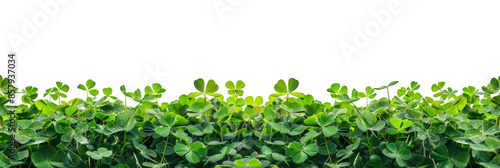 Field of Green Clover Plants