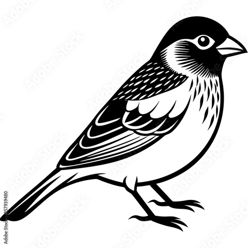 Finch Bird silhouette Vector Illustration -on white background