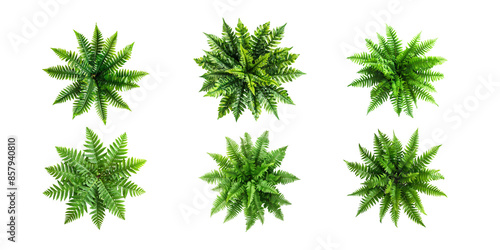 Fern plant, top view isolated on white background with clipping path. Green fern leaves in the shape of star for design and decoration. Aesthetic leaf pattern. Realistic photo