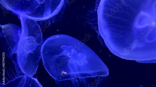 Jellyfish move slowly in the depths of the sea