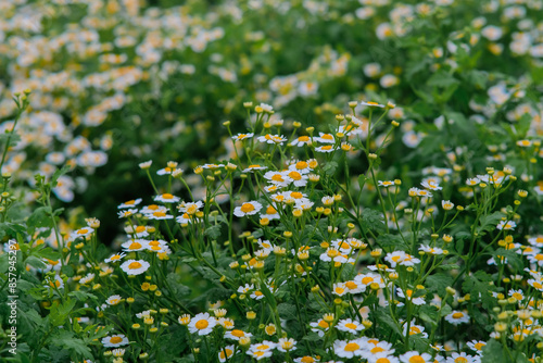 Frost aster in Northern Blossoms Garden in Atok Benguet Philippines. photo